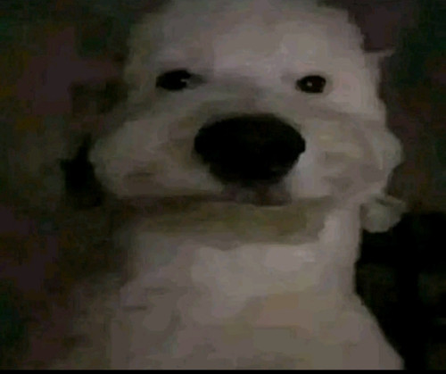 3817.jpg