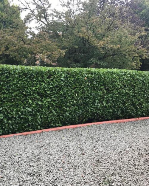 Tree Surgeon Telford - Timber Dan's.jpg