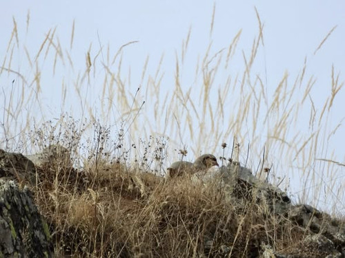 592922846 1267770062060782 5865526808307922235 n.jpg?stp=cp6 dst jpg s590x590 tt6& nc cat=111&ccb=1 .jpg