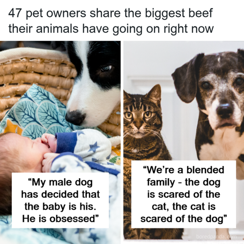 pet drama 720.png