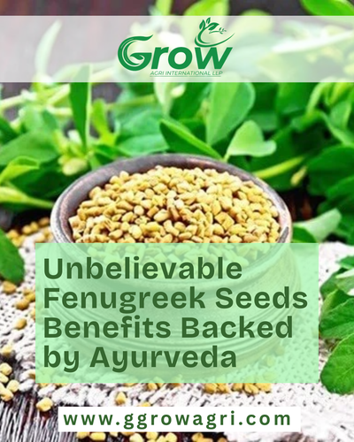 Unbelievable Fenugreek Seeds Benefits Backed by Ayurveda.png