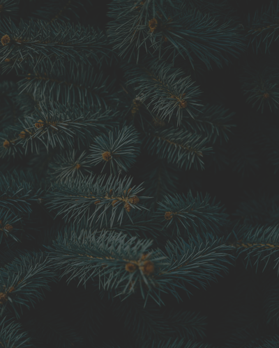 251201 Adventskalendertext.png