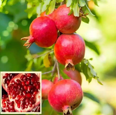 yes perennial yes bedana plant n.jpg