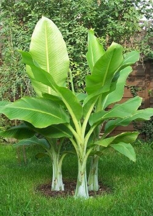 How to Grow Your Own Bananas.jpg