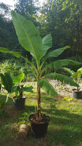 Grand Nain Banana Plant Dwarf Banana Tree Live Banana Fruit Plant Banana Plant Tree Plant Musa 4 6 I.jpg