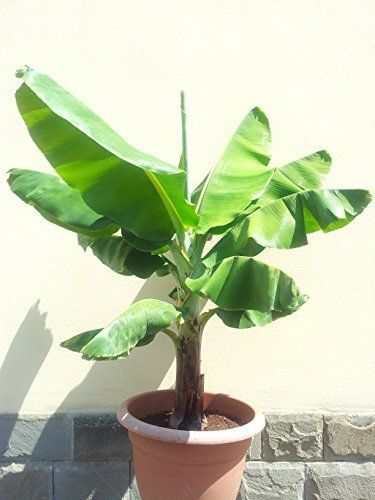 How To Grow and Care For Banana Tree Plant.jpg