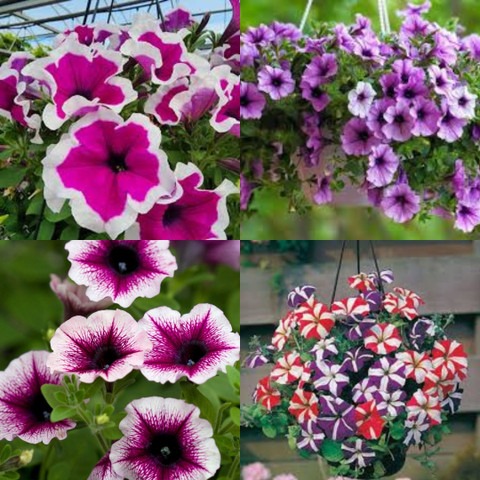 27 petunia flower seeds double b.jpg