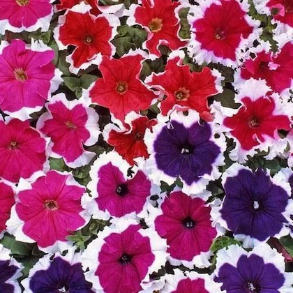 paryavaraan petunia flower seeds.jpg