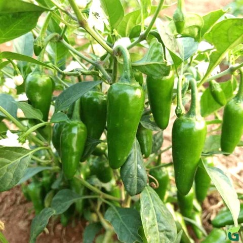 10 1royal bullet chilli mirchi s.jpg