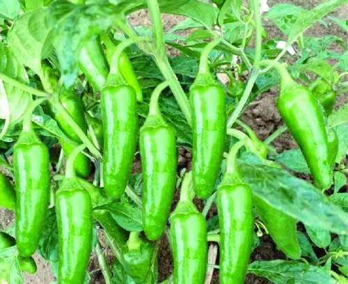55 mirchi seeds arshiayat origin.jpg