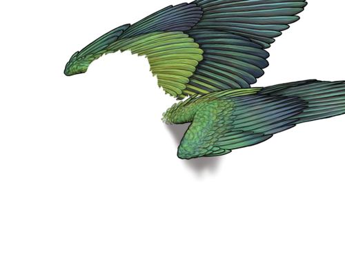 parakeet adol.png