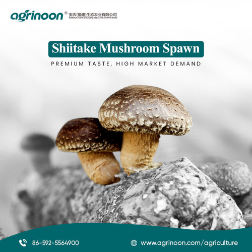 Shiitake Mushrooms are loved worldwide for their taste and health benefits..jpg