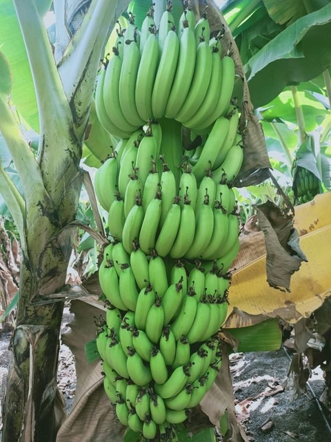 annual no yes g 9 banana plant 1.jpg