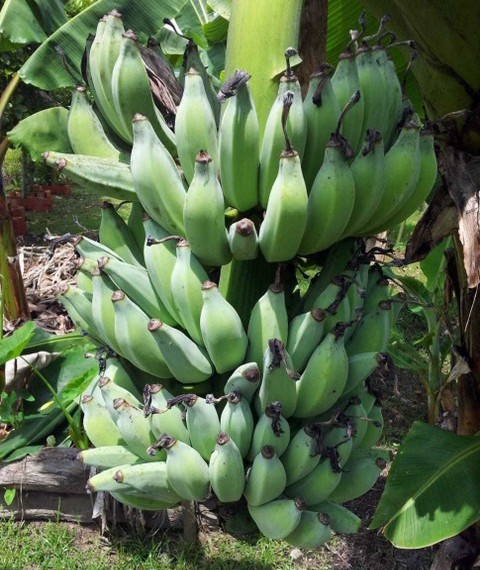karpooravalli banana live plant.jpg