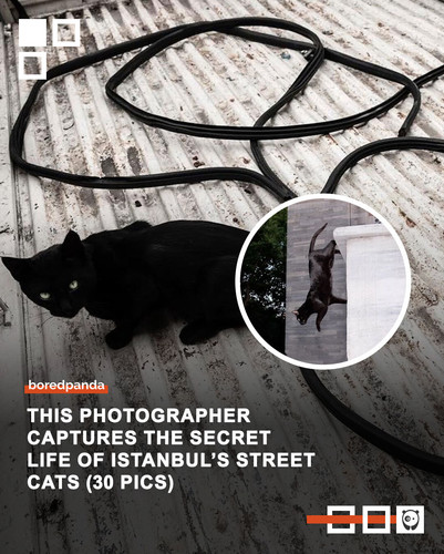 istanbul street cats sami.jpg