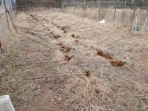 OKRA STALKS PULLED FEB 2026.jpg