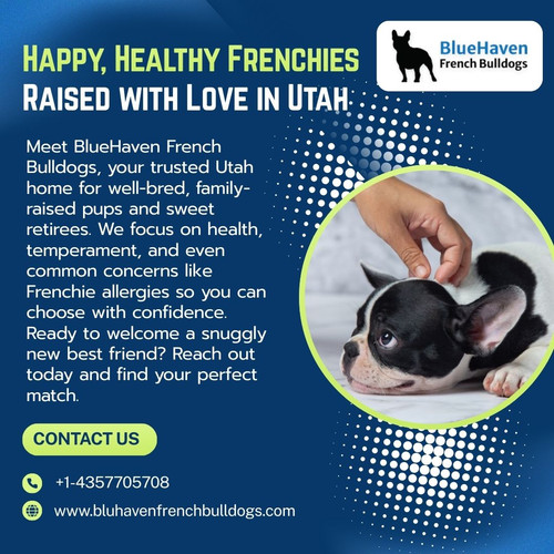 Happy, Healthy Frenchies Raised with Love in Utah.jpg