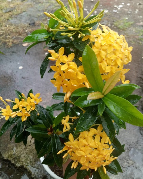 no perennial yes trothic ixora c.jpg