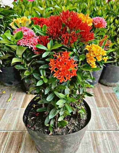 yes annual yes ixora plant mix c.jpg