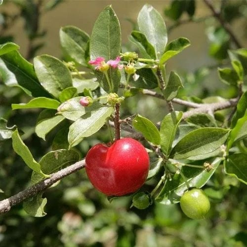barbados cherry tree malpighia e.jpg