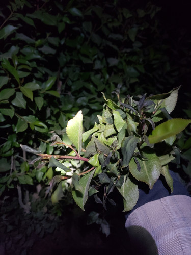 ٢٠٢٥١٢٠٢ ٠١١٤٣٢.jpg