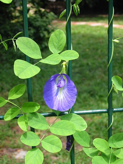 perennial no yes blue aparajita.jpg