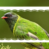 Aliy Banner
