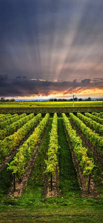 20240047 vertical panorama of vineyard at sunset in niagara peninsula ontario canada.jpg