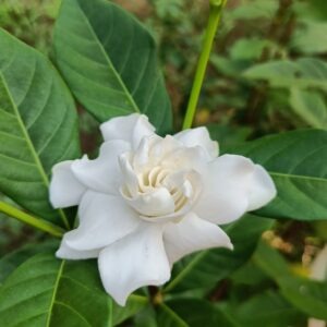 parijatham small gardenia plant.jpg