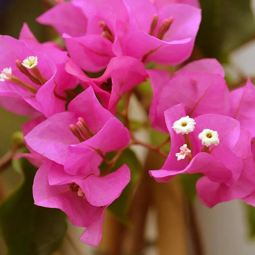Haping Bougainvillea 244 1714373.jpg