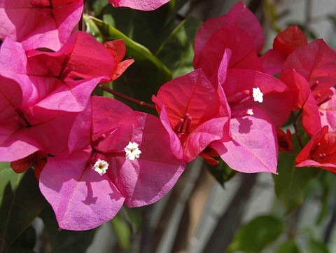 1 bougainvillea buttiana is a fl.jpg