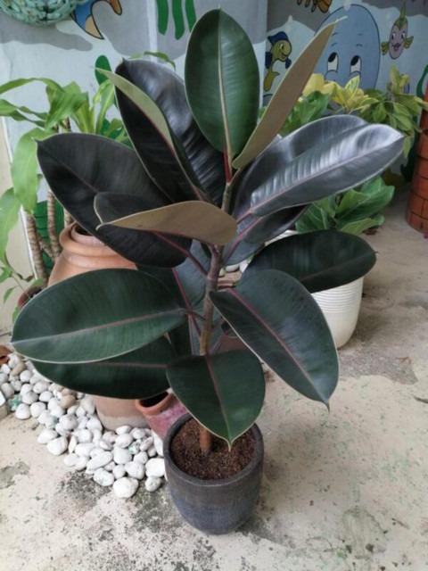 perennial no yes rubber plant b1.jpg