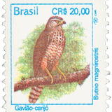 brasil1.png