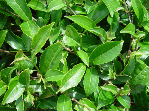 fresh tea plant.jpg