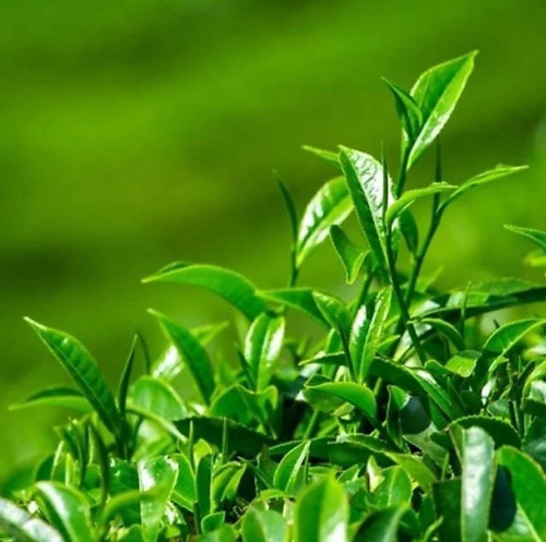 tea plant 1 royal nursery origin.jpg