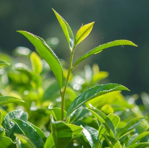 ColdHardyTeaPlant USDAOrganic.jpg