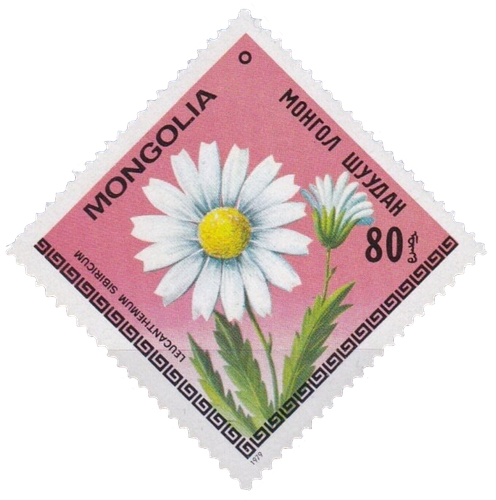 Leucanthenum sibiricum.png