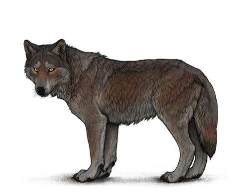 equipper wolf image.png