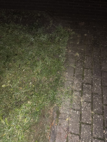 IMG 1355.jpg