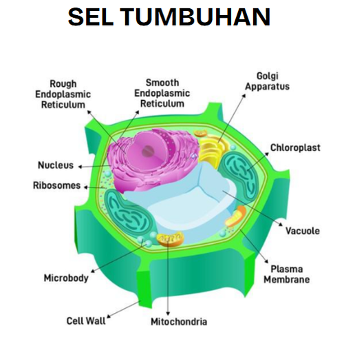 sel tumbuhan.png