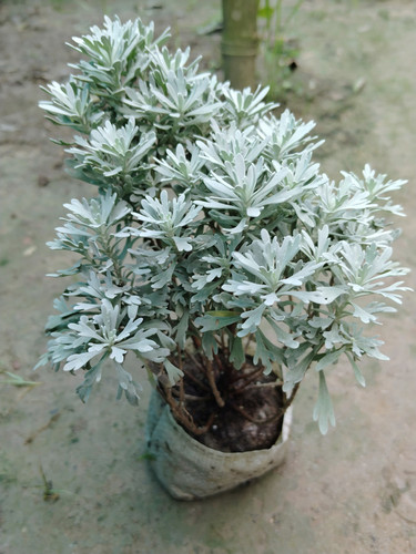 IMG 20250527 103227.jpg