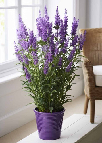 How To Grow Your Own Indoor Lavender Plant!.jpg