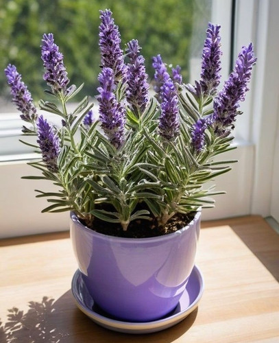 9 Tactics To Grow Lavender Indoors.jpg