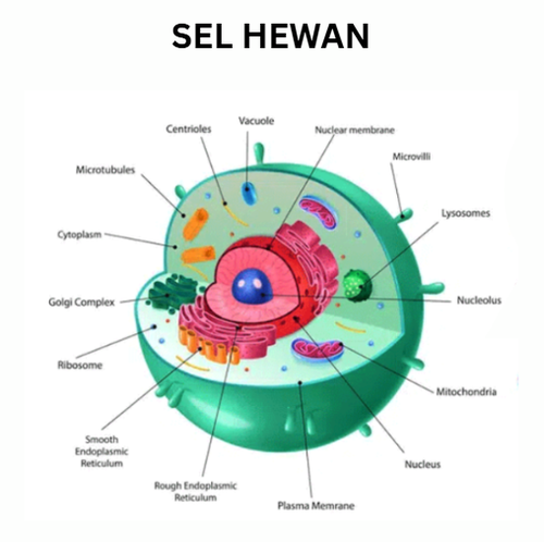 SEL HEWAN.png