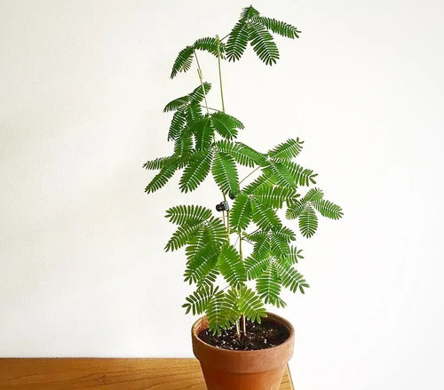 Mimosa pudica3 e1695182071329.jpg