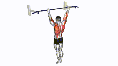 Archer Pull up.gif