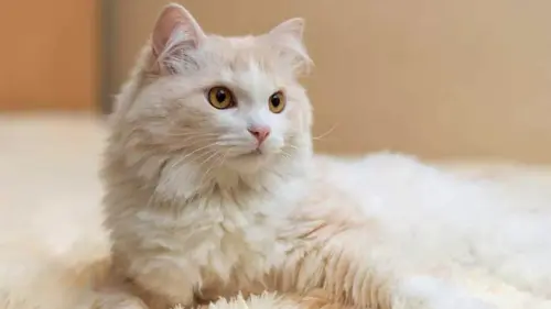 Gambar Kucing 1.webp