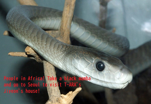 Dendroaspis polylepis 14 e1549791616838.jpg