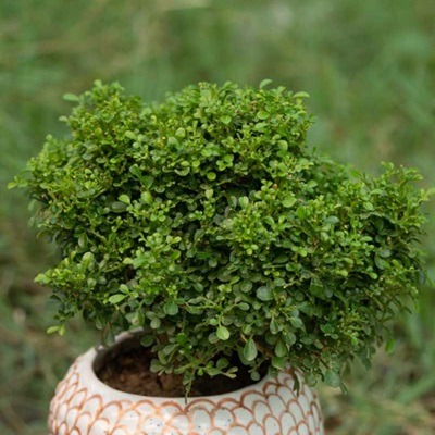 Table Top Kamini Live Plant 01 s.jpg