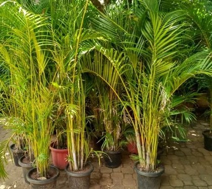 areca palm 500x500.jpg